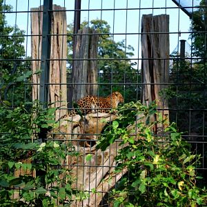 Indo-Chinese leopard