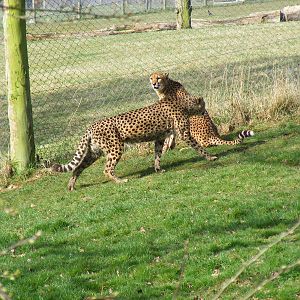 Turkus and Paka the Cheetahs at Marwell Zoo, 7 March 2009