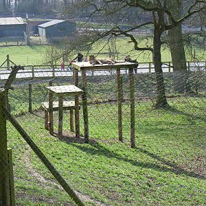 Turkus the Cheetah at Marwell Zoo, 7 March 2009