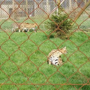 Gandalfson and Lecutus the servals at Marwell Zoo, 7 March 2009