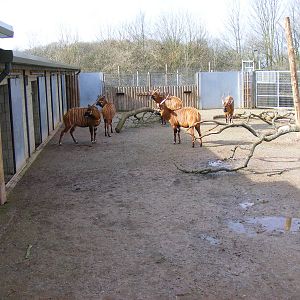 Bongo hardstanding in Heart of Africa exhibit at Marwell Zoo, 7 March 2009
