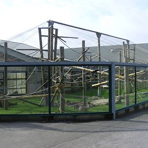 Western Black and White Colobus Monkey and Diana Monkey enclosure at Marwel