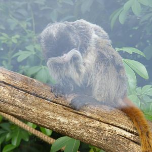 Emperor Tamarin at Marwell Zoo, 7 March 2009