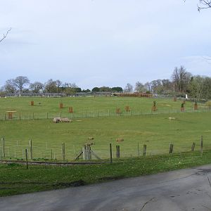 Enclosures for White Rhinos and Greater Kudus, and for Scimitar-horned Oryx