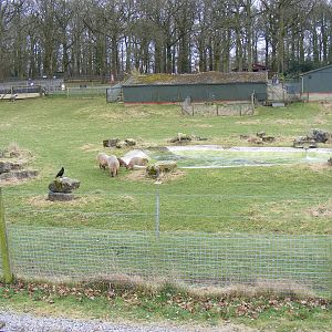 Capybara and Greater Rhea enclosure at Marwell Zoo, 7 March 2009