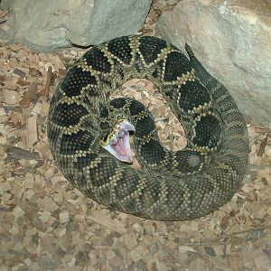 Eastern Diamondback Rattlesnake at Blackpool Zoo, Feb 09