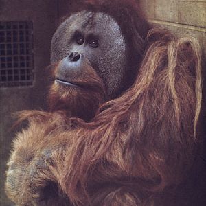Sumatran orang utan Henry