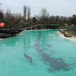 Sea Lion Pool at Blackpool Zoo, Feb 09