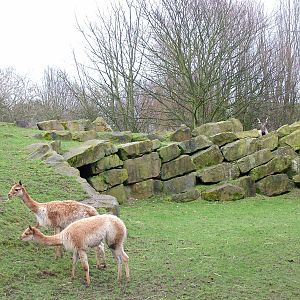 Vicuna and Turkmenian Markhor at Blackpool Zoo, Feb 09