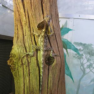 Frilled Lizard (Frilled Dragon) in Tropical World exhibit at Marwell Zoo, 8