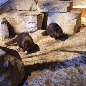 Cusimanses in Desert Carnivores exhibit at Marwell Zoo, 8 March 2009