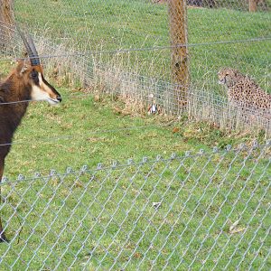 Sable Antelope and Turkus the Cheetah face-to-face at Marwell Zoo, 8 March