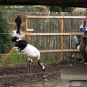 Red-crowned Crane at Jihlava zoo