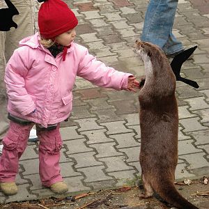 Give me paw, otter at Jihlava zoo