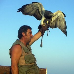 Grey Eagle-Buzzard (Geranoaetus melanoleucus)