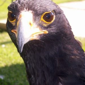 Verreaux's Eagle (Aquila verreauxii)