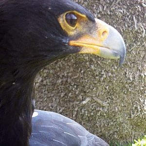 Verreaux's Eagle (Aquila verreauxii)