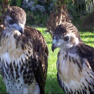 Red-tailed Hawks (Buteo jamaicensis)