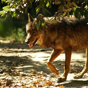 Iberian wolf - Zoo Barcelona