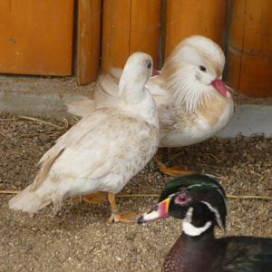 Vykov Zoo March 2009