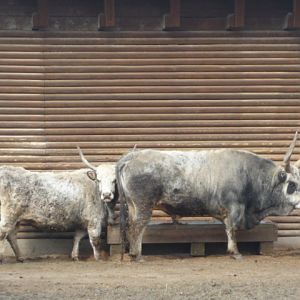 Vykov Zoo March 2009