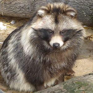 Vykov Zoo March 2009