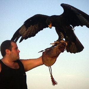 Verreaux's Eagle (Aquila verreauxii)