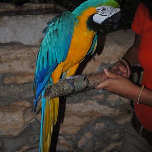 Blue-and-gold Macaw