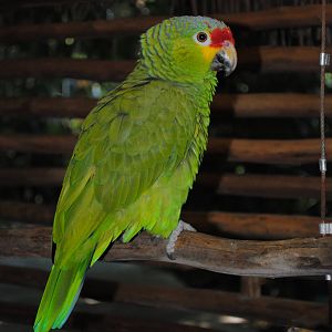 Red-lored Amazon