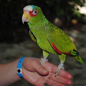 White-fronted Amazon