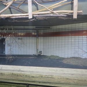 South-American tapir indoors