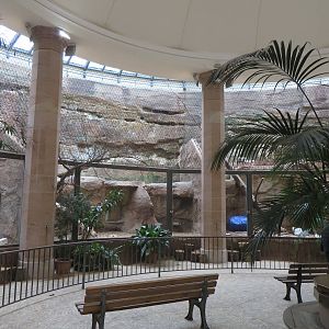 Carnivore house - lions