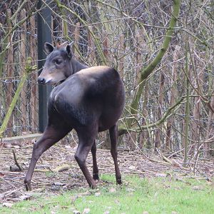Yellow-backed duiker