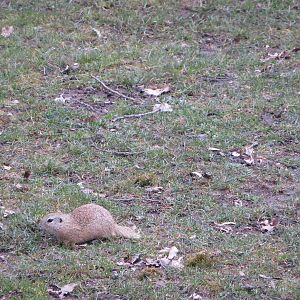 Free-ranging souslik