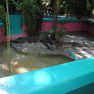 Enslosures for Junior Crocodiles