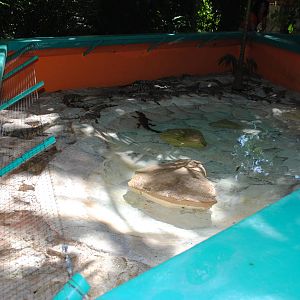 Enslosures for Junior Crocodiles