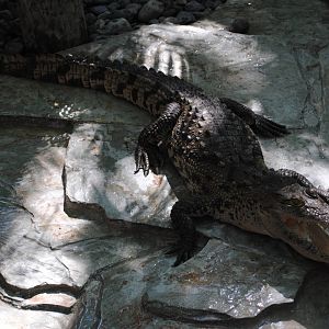 Morelet's Crocodile (junior)