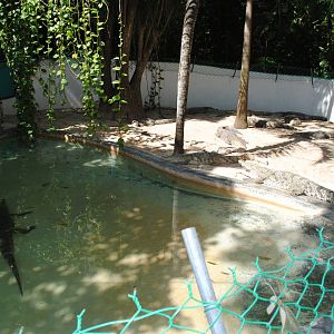 Enclosure for medium-sized Morelet's Crocodiles