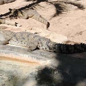 Morelet's Crocodile