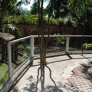 Enclosure for Green Iguanas and Snapping Turtle