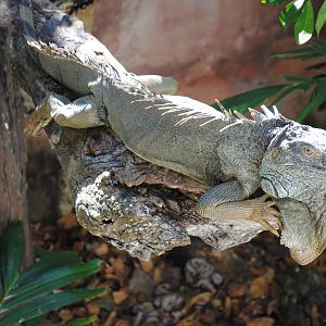 Green Iguana