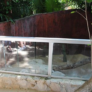 Enclosure for a Savanna Monitor