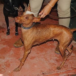 Mexican Naked Dog