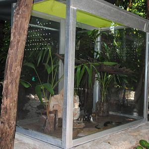 Drymarchon melanurus terrarium