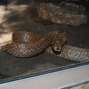 Drymarchon melanurus