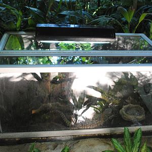 Beaded Lizard terrarium