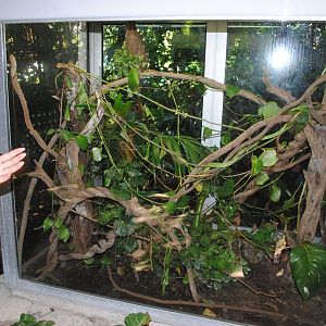 Vine Snake terrarium