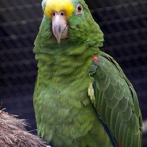 Yellow-crowned Amazon (Amazona ochrocephala panamensis)