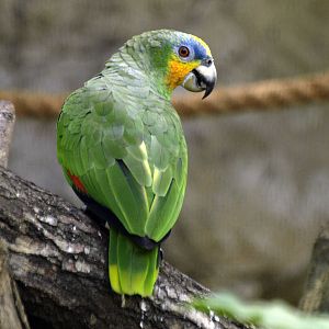 Orange-winged Amazon