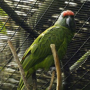 Festive Amazon (Amazona festiva)